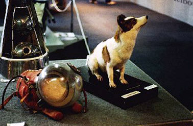 Strelka on tour, in preserved form, in Australia in 1993.